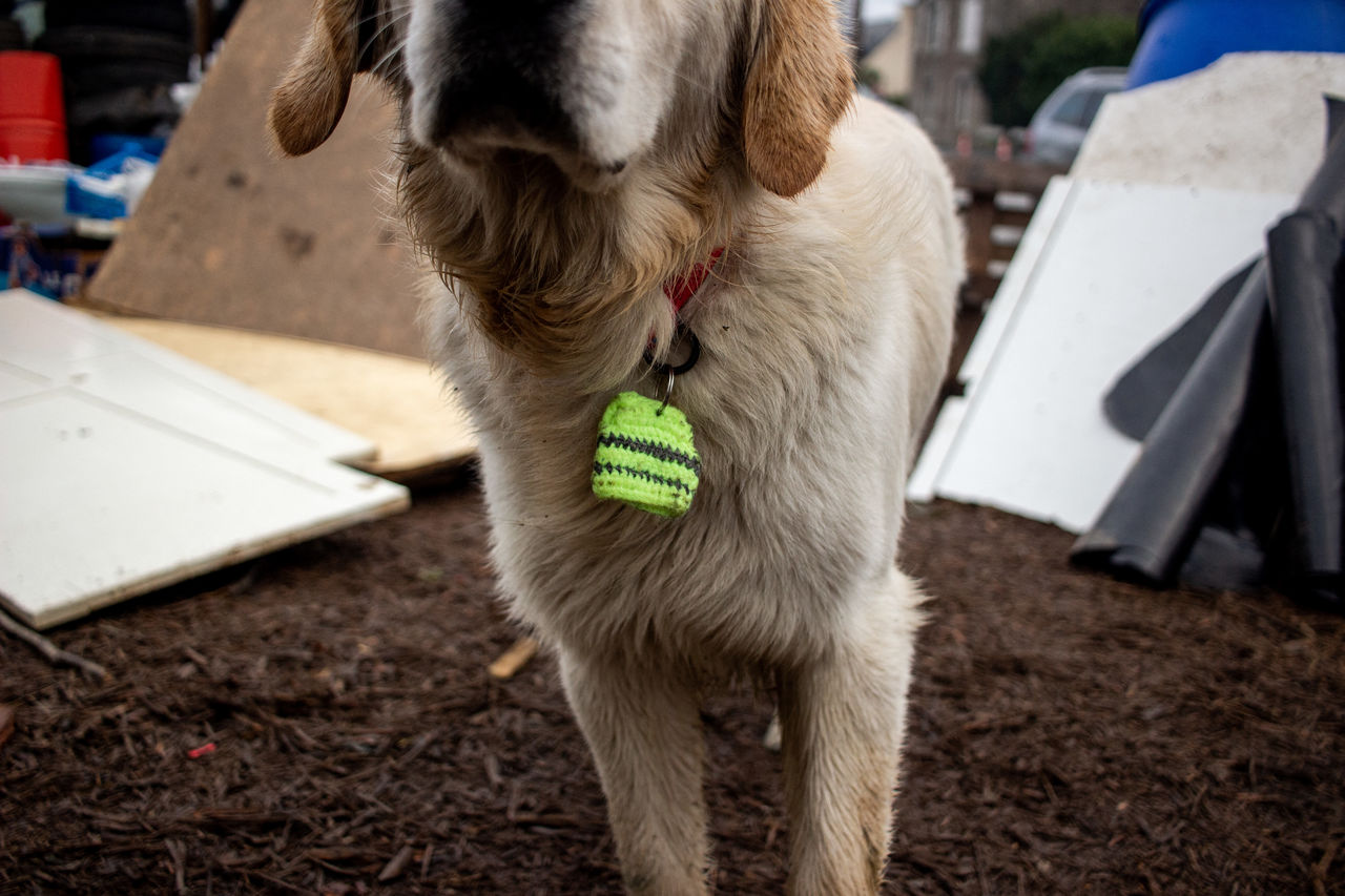 animal, mammal, animal themes, domestic animals, pet, one animal, dog, canine, puppy, focus on foreground, collar, pet collar, no people