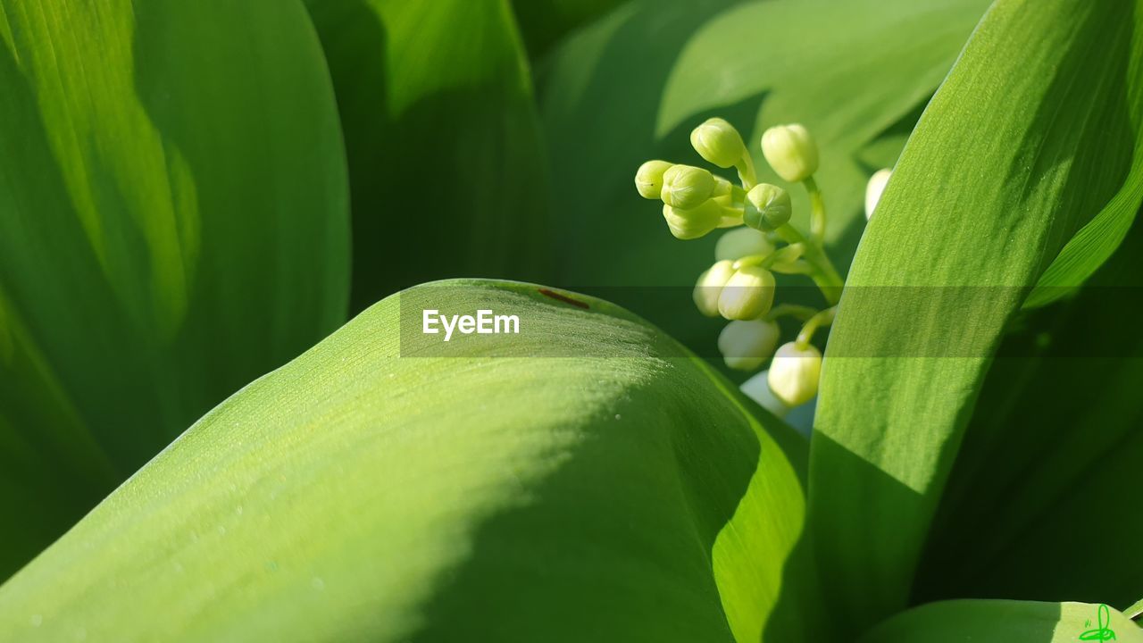 Close-up of green leaves on plant