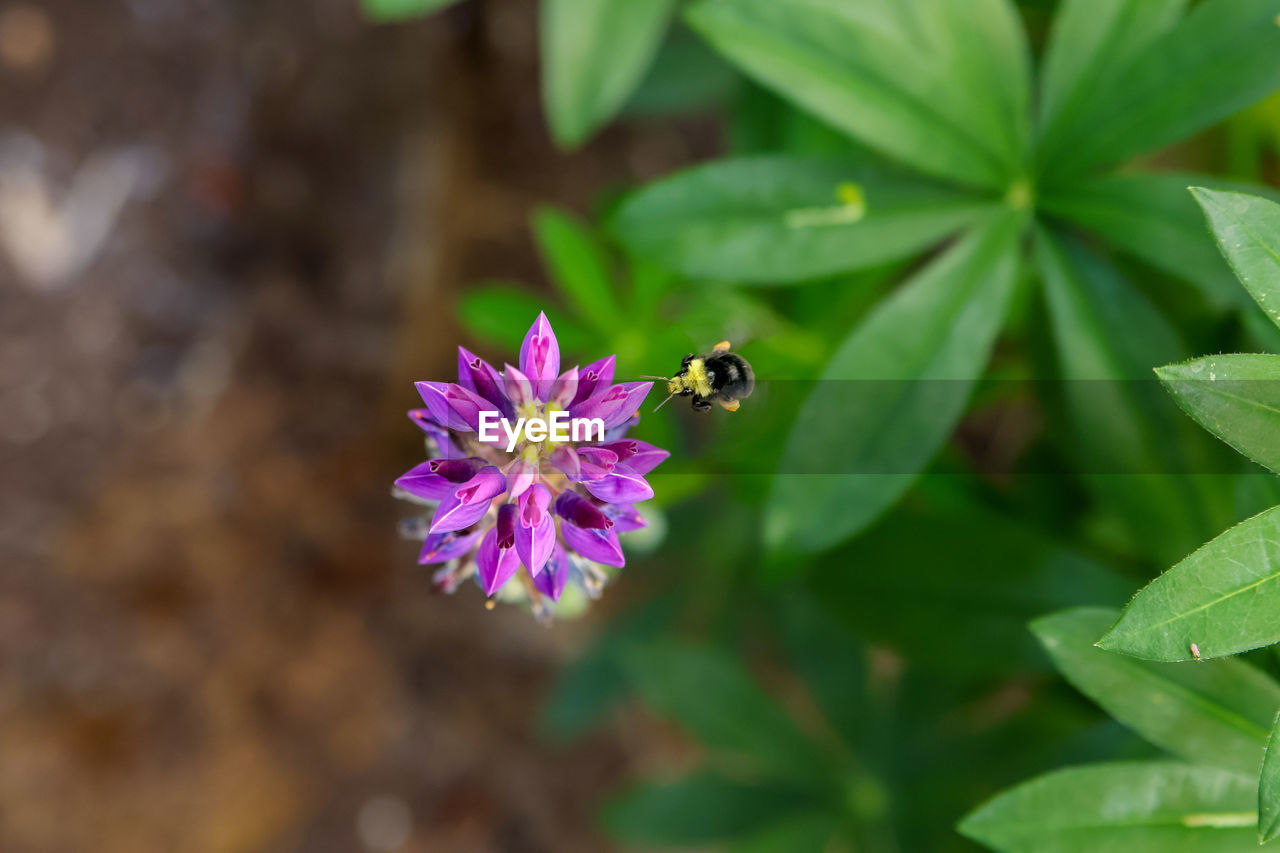 flower, flowering plant, animal wildlife, plant, animal themes, animal, insect, beauty in nature, wildlife, one animal, freshness, nature, close-up, plant part, leaf, flower head, petal, fragility, bee, purple, no people, pollination, wildflower, growth, macro photography, green, outdoors, botany, environment, multi colored, inflorescence, day, pink