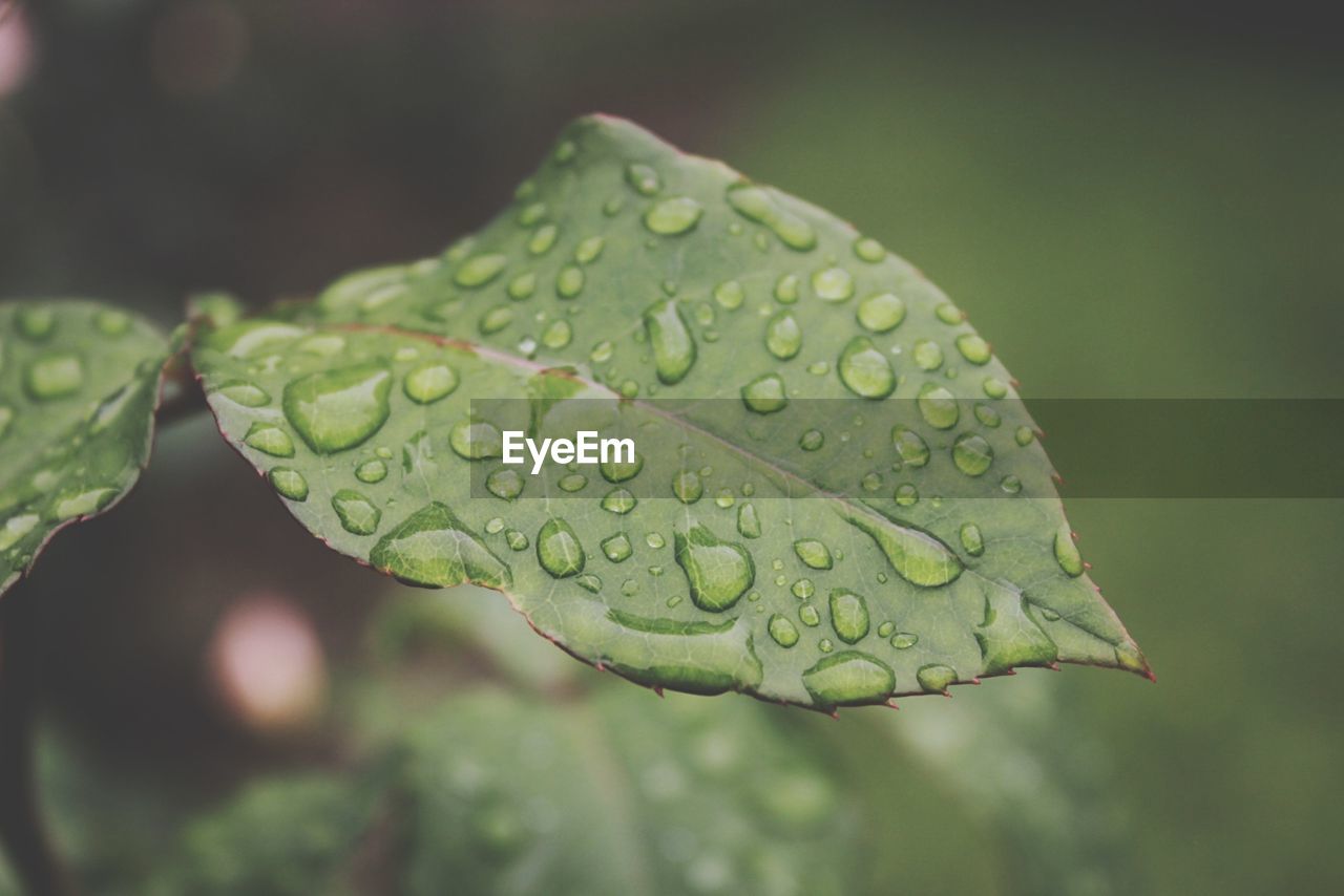 Close-up of wet leaf