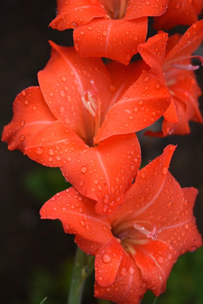 Close-up of water drops on orange day lily blooming outdoors