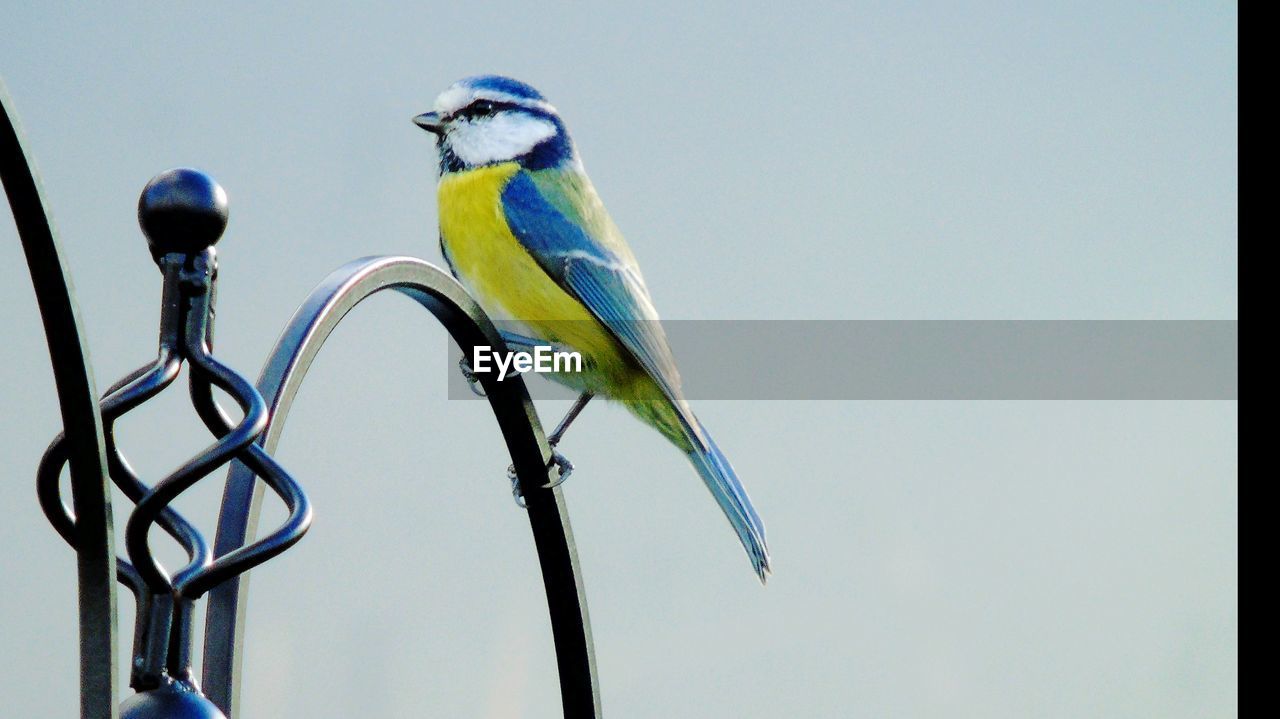 CLOSE-UP OF BIRD PERCHING