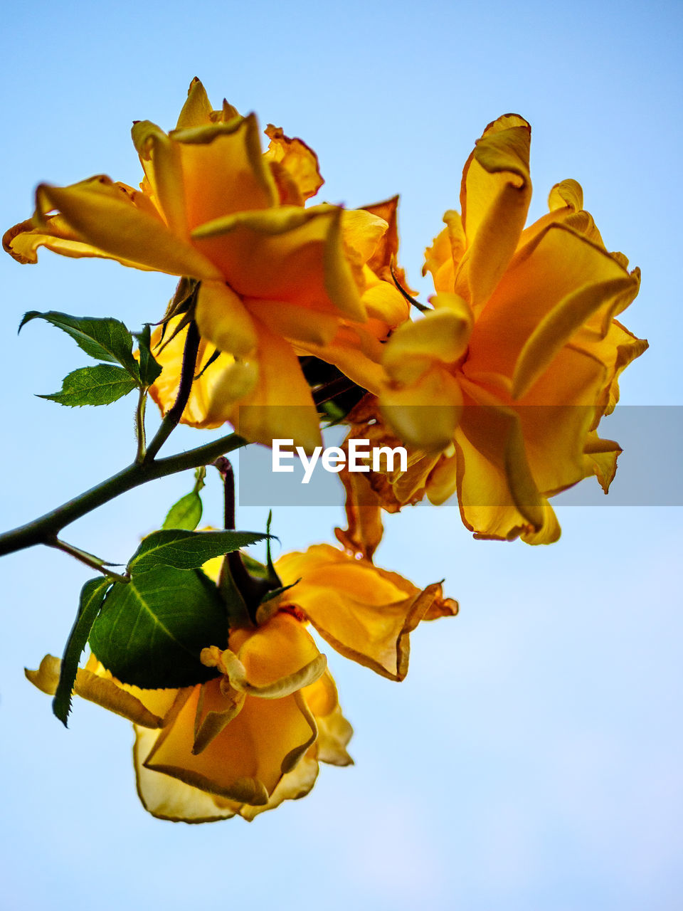 CLOSE-UP OF YELLOW FLOWERING PLANT AGAINST CLEAR SKY