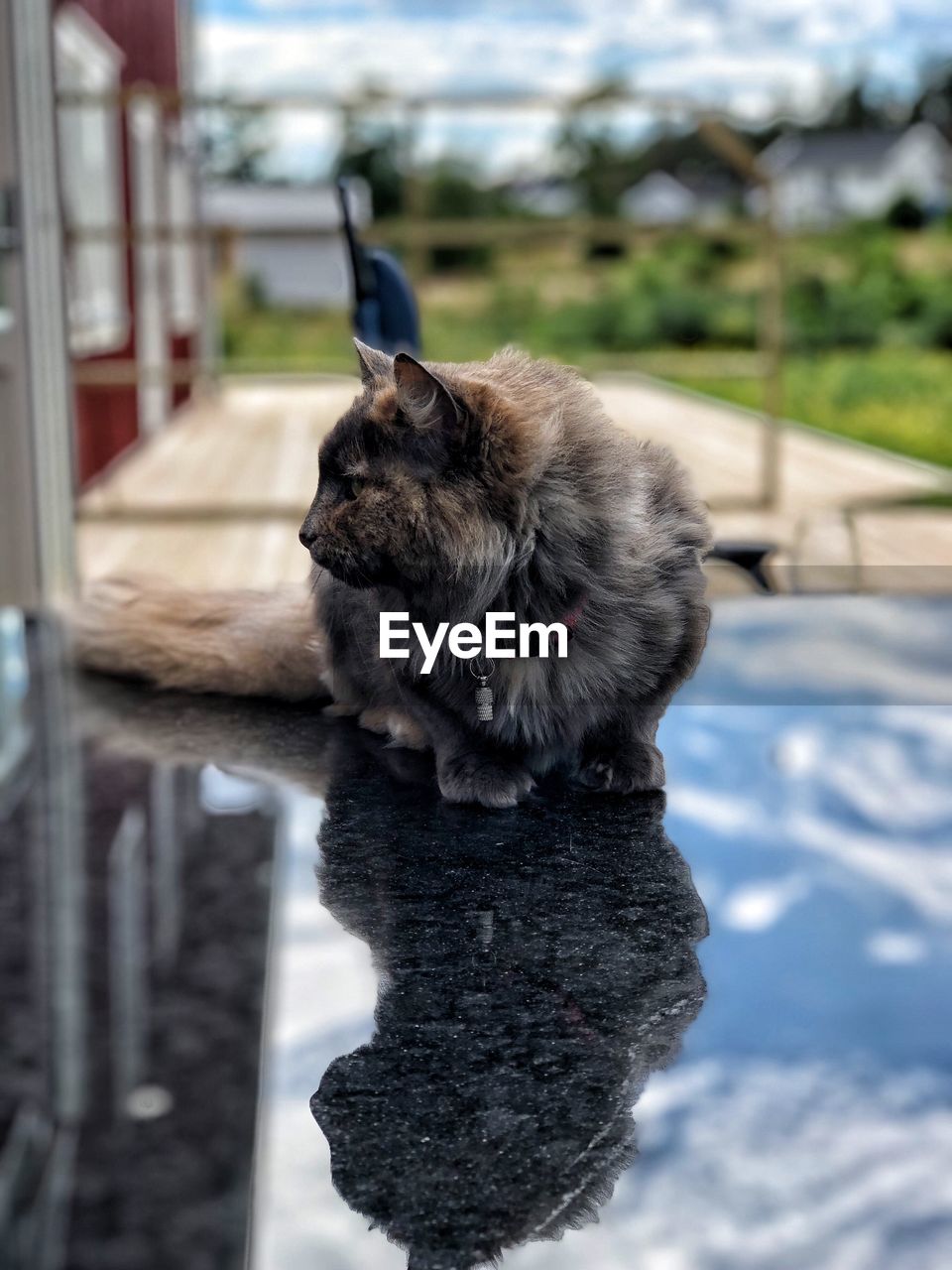 DOG LOOKING AWAY WHILE STANDING IN WATER