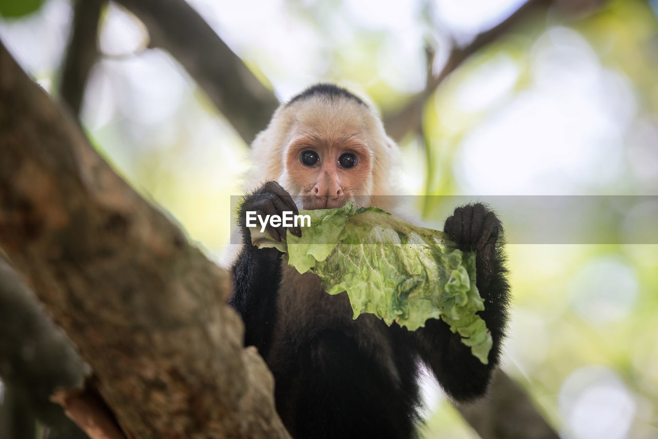 Portrait of monkey eating leaf