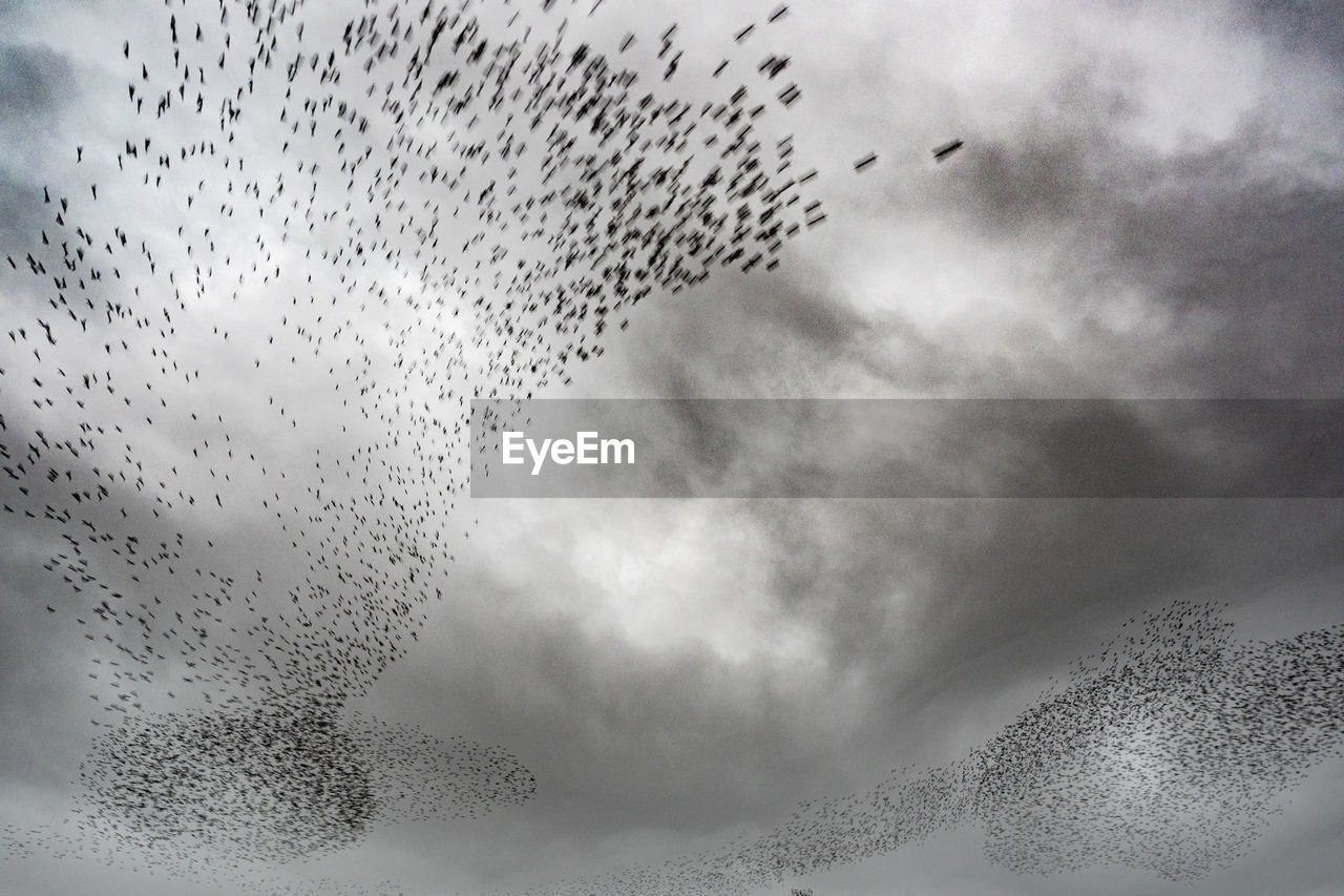 LOW ANGLE VIEW OF BIRDS FLYING