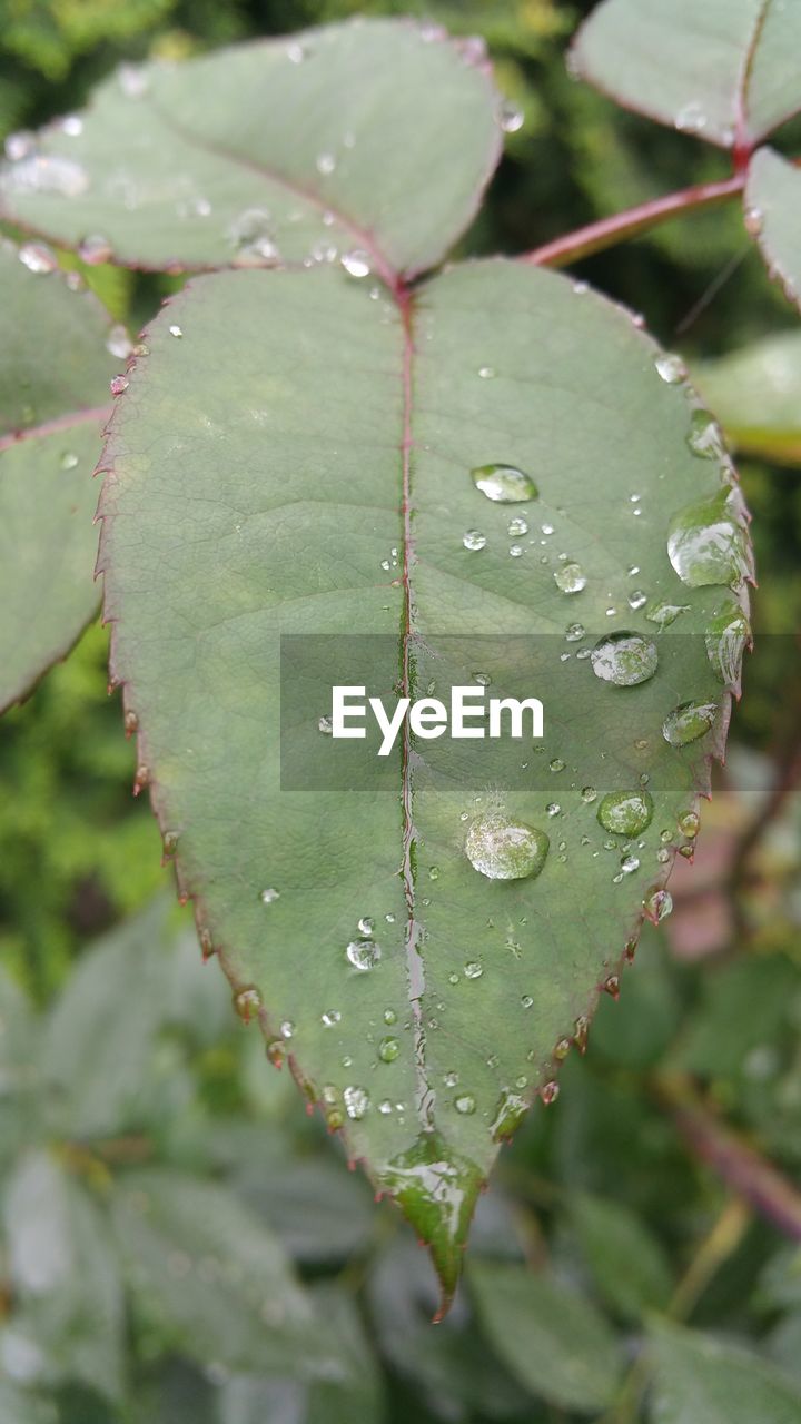 CLOSE-UP OF WATER DROPS ON LEAVES