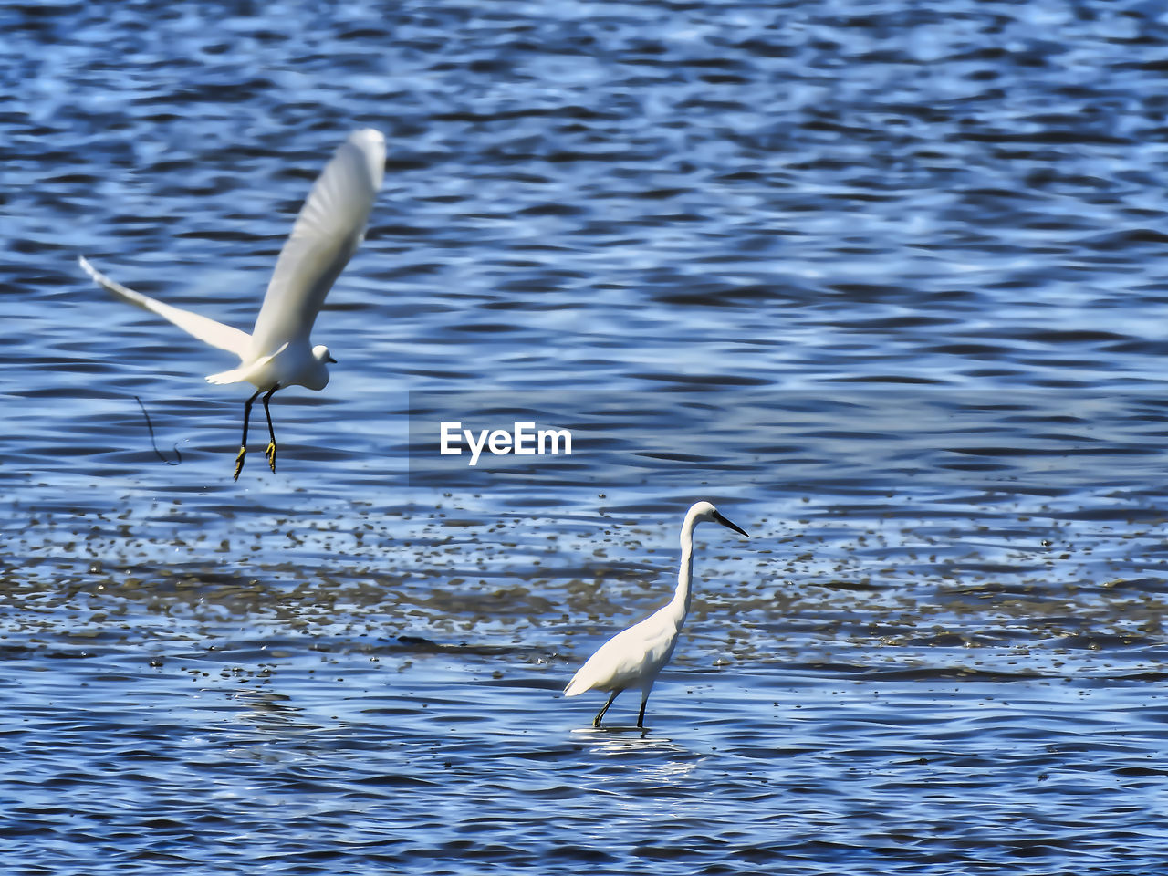 VIEW OF BIRDS IN LAKE