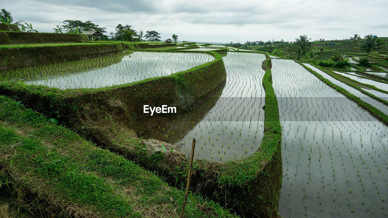 Scenic view of agricultural field against sky