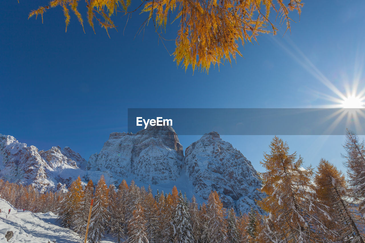 Sun in the middle of orange larch braches covered in snow, with mount pelmo background, dolomites