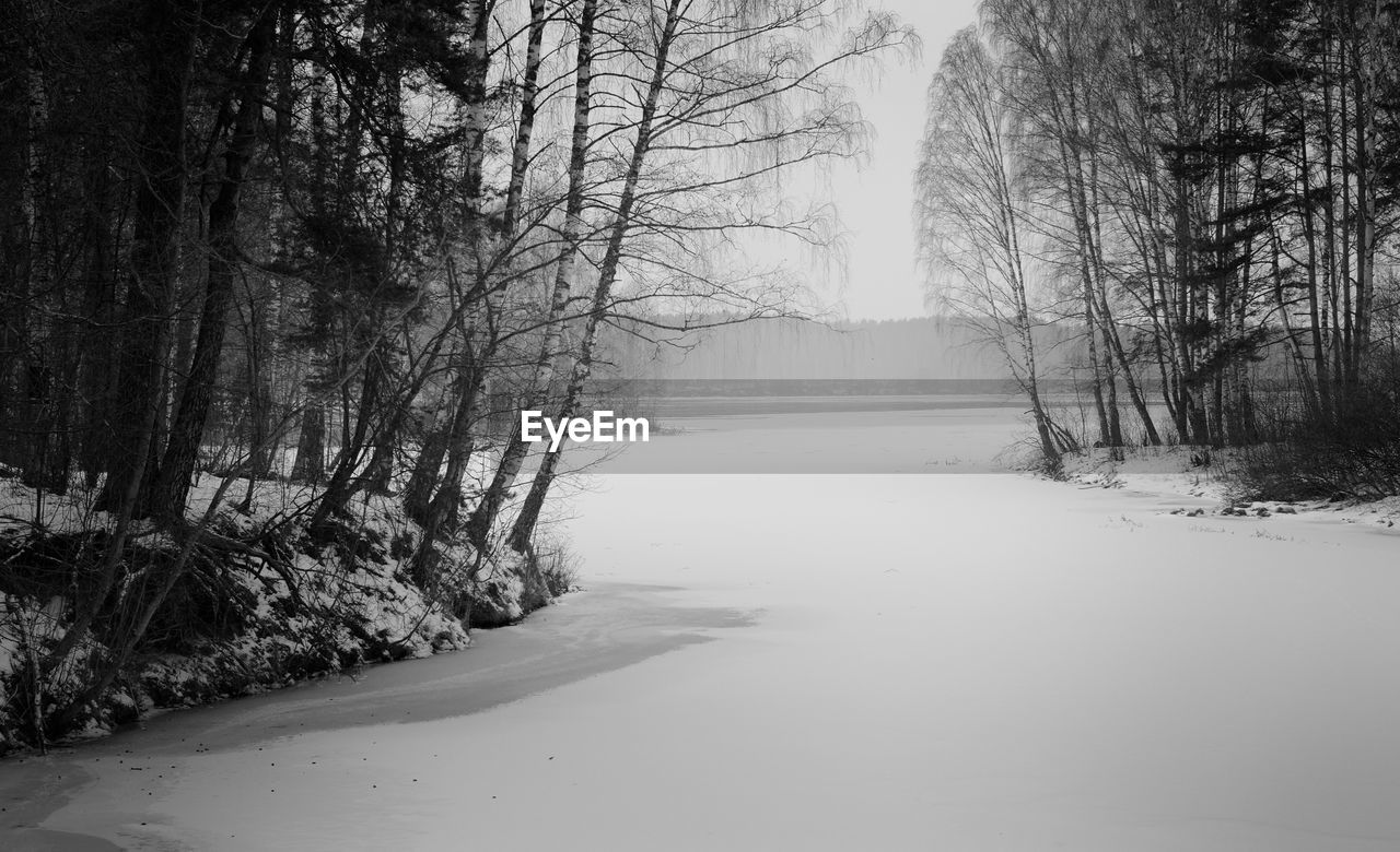 Bare trees on snow covered land