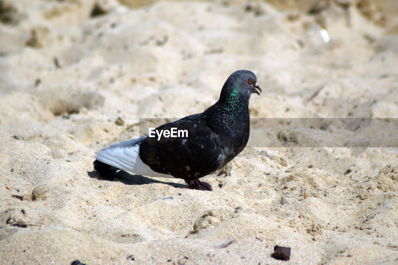 HIGH ANGLE VIEW OF A BIRD PERCHING ON A LAND