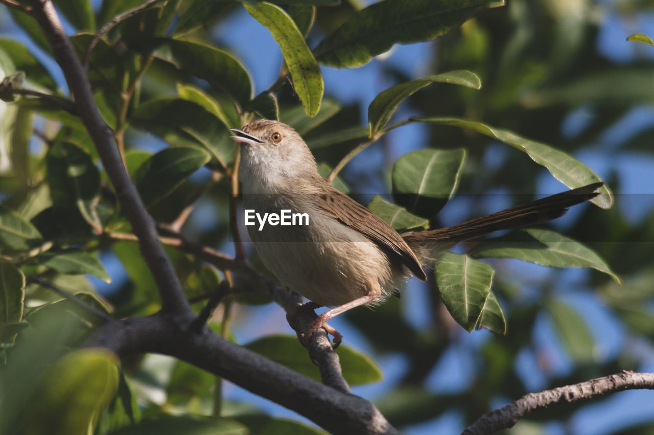 CLOSE-UP OF A BIRD PERCHING ON BRANCH