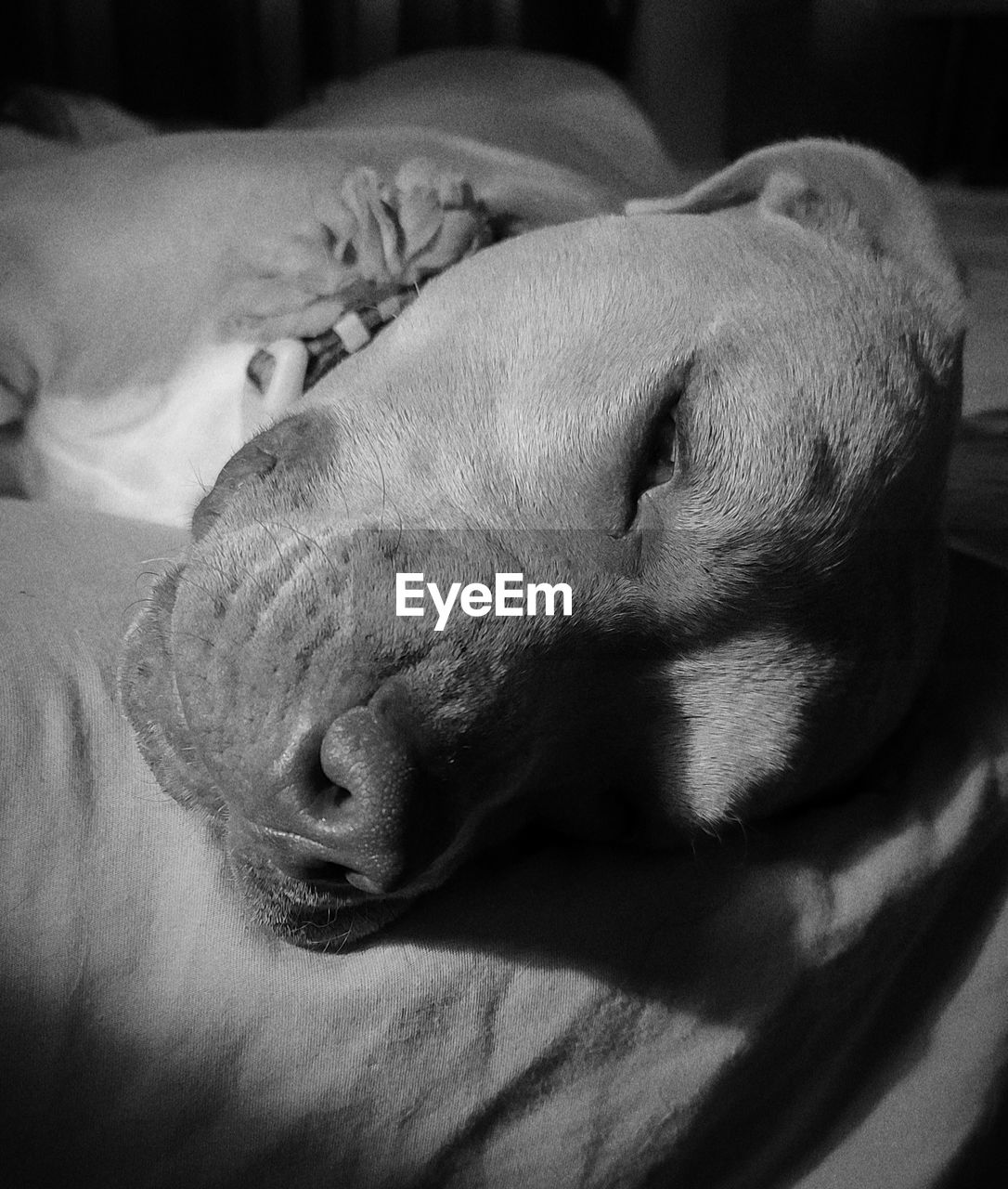 CLOSE-UP OF A DOG SLEEPING ON BED