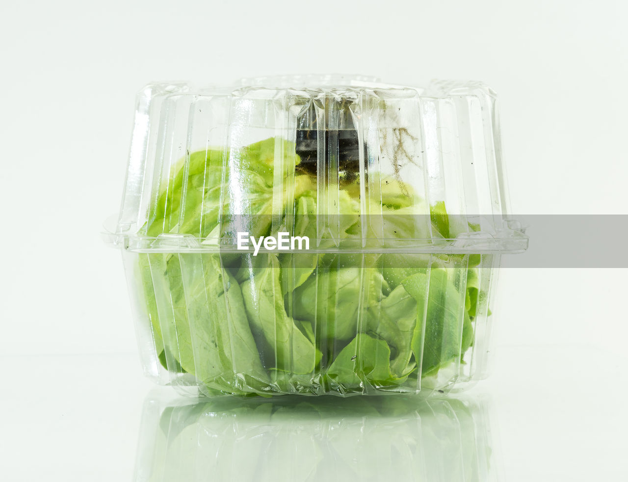 Close-up of aquaponic lettuce in container on table