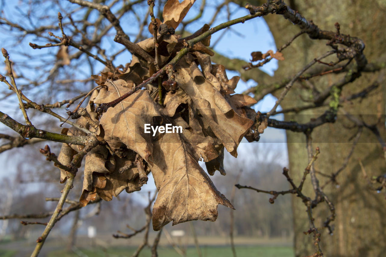 CLOSE-UP OF DRY LEAVES ON TREE