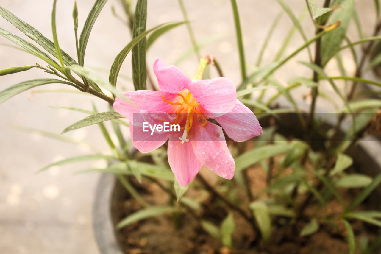 Close-up of pink flower blooming outdoors