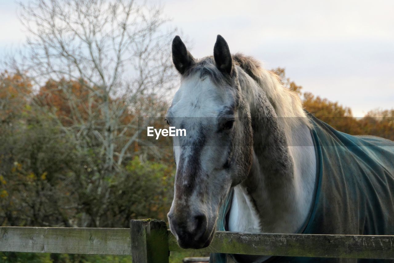 Horse standing in field