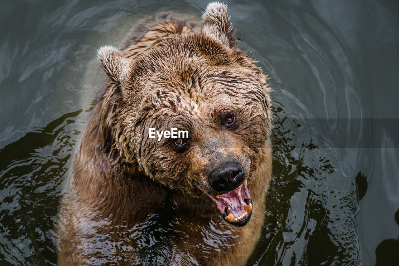 PORTRAIT OF DOG IN LAKE