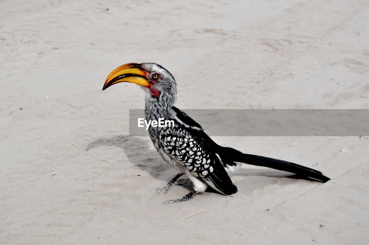 Hornbill on sand