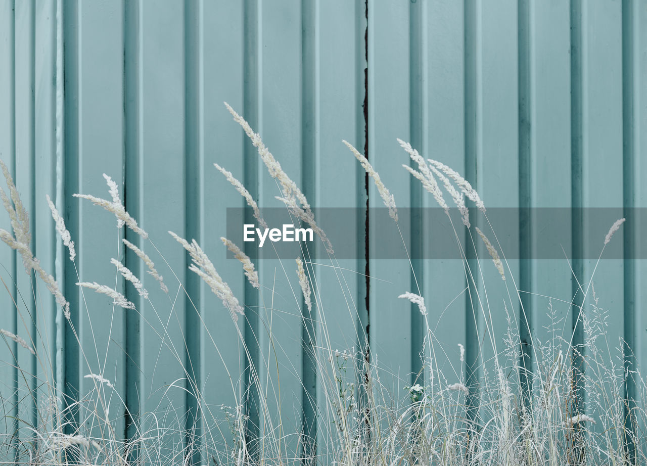 Close-up of crops on field