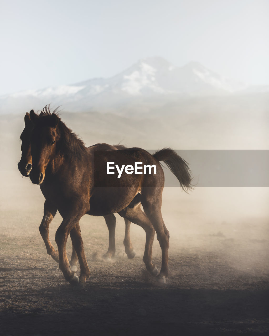 Horses running on landscape against sky