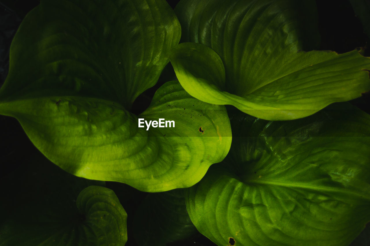 FULL FRAME SHOT OF FRESH GREEN PLANT