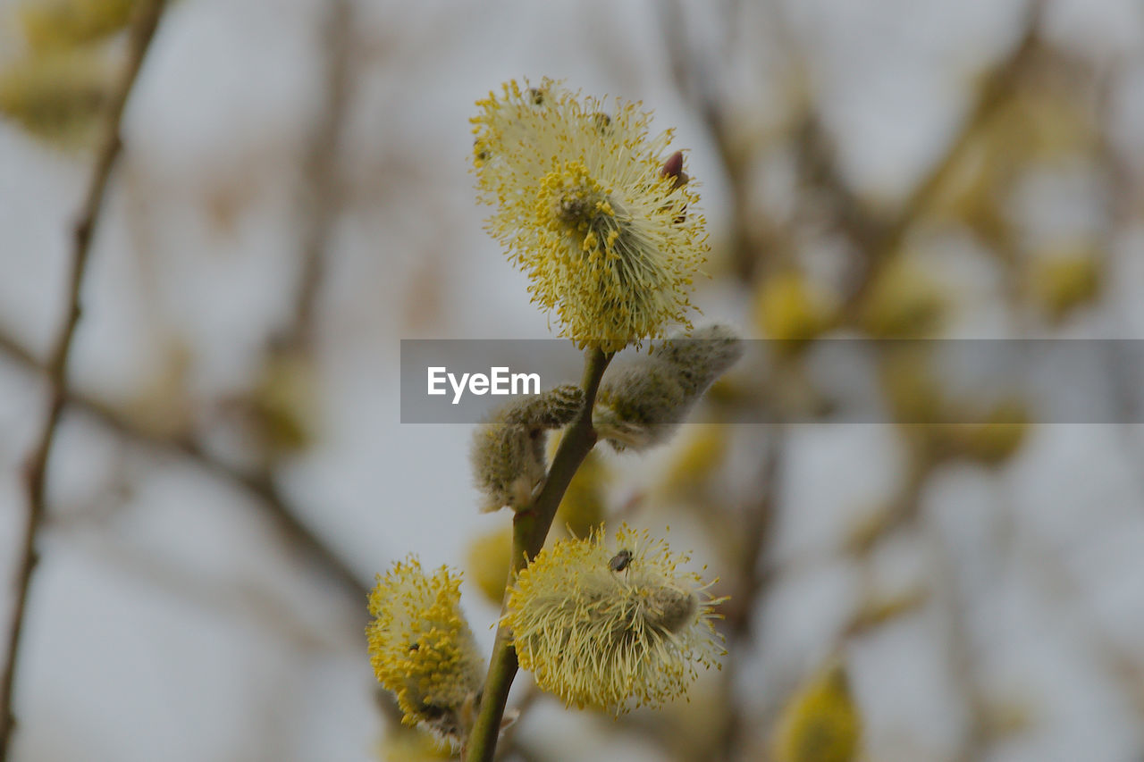 CLOSE-UP OF FLOWERING PLANT