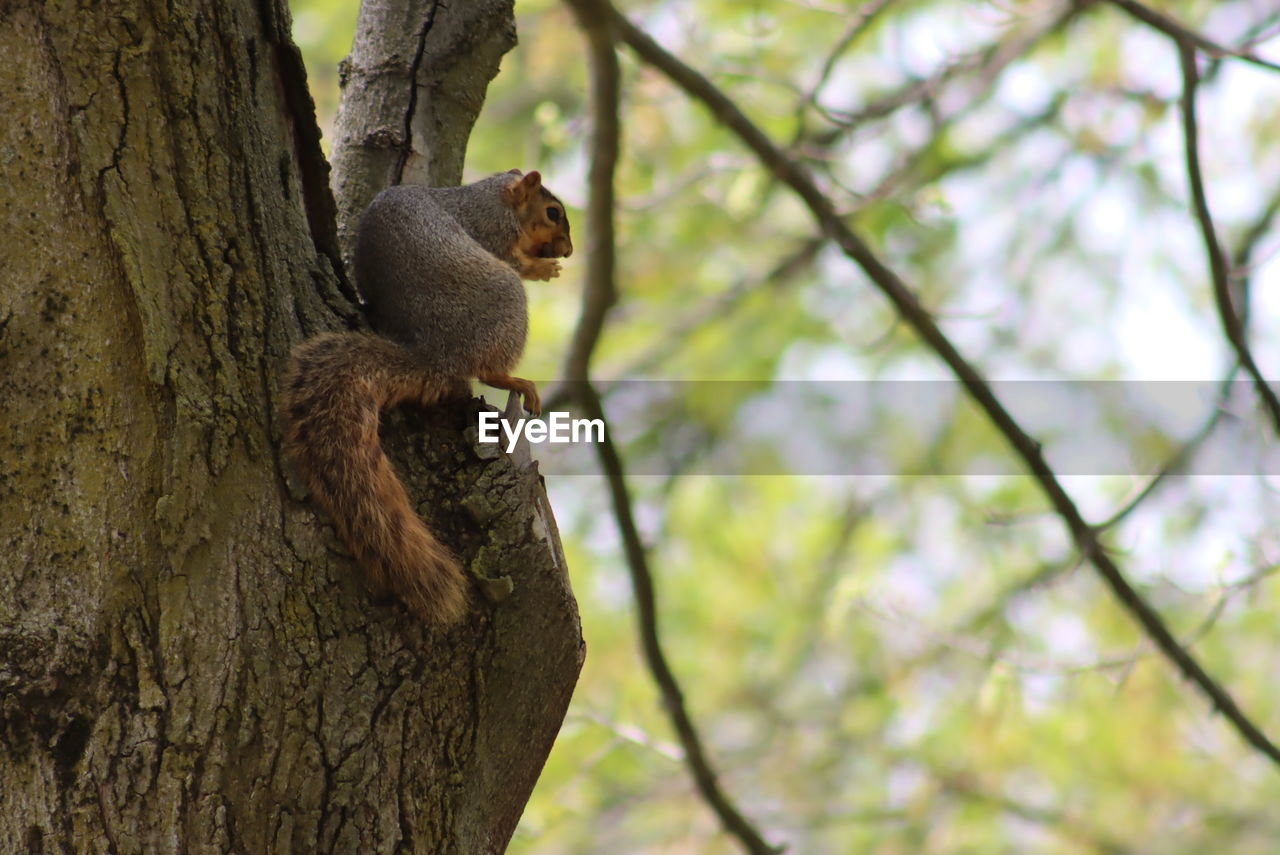 tree, animal, animal themes, animal wildlife, wildlife, mammal, plant, branch, one animal, nature, tree trunk, trunk, squirrel, no people, climbing, forest, outdoors, low angle view, focus on foreground, day, land, primate, environment, rodent, relaxation