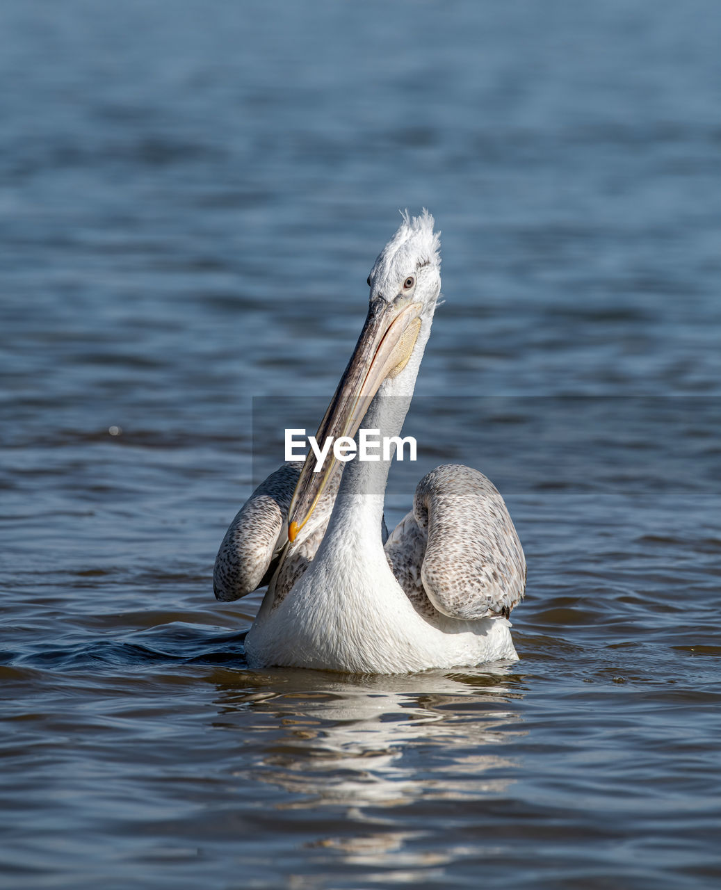 CLOSE-UP OF DUCK IN LAKE