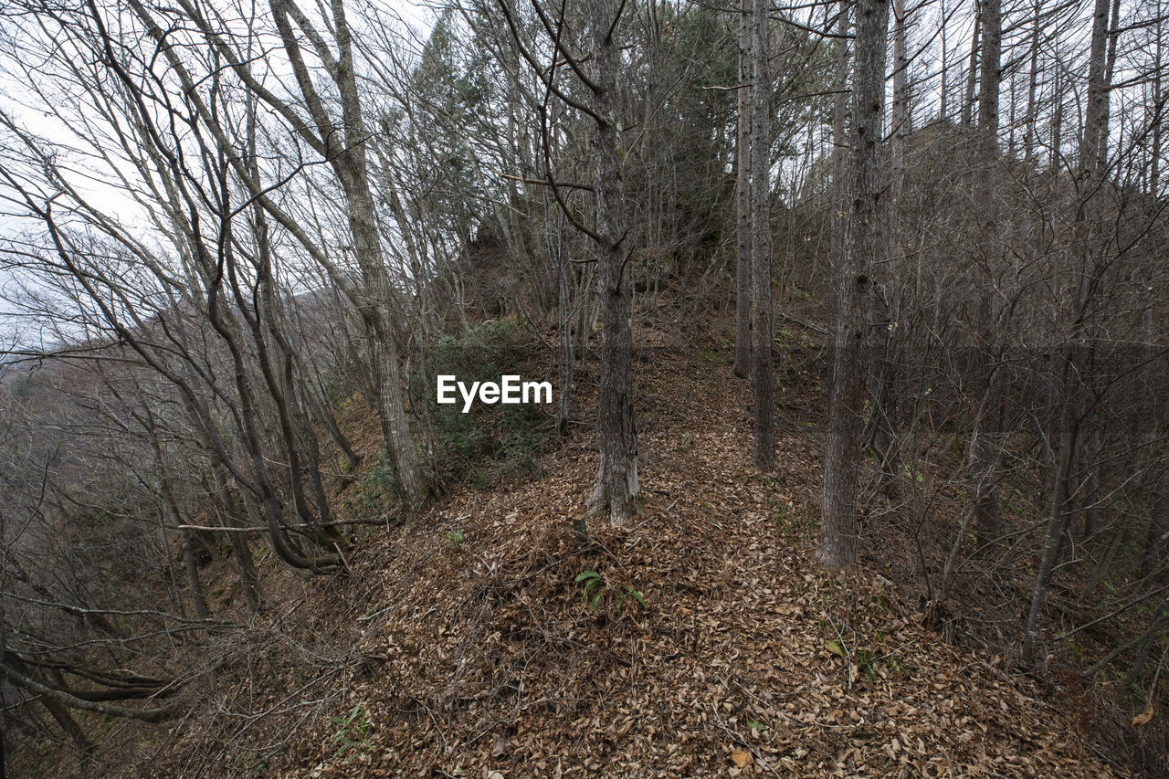 VIEW OF BARE TREES