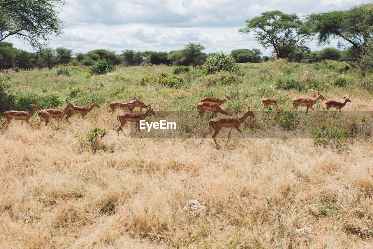 Deer grazing on field