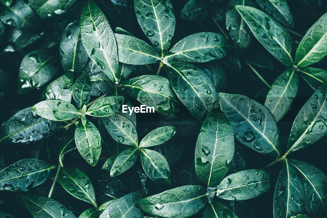 Full frame shot of water drops on leaves