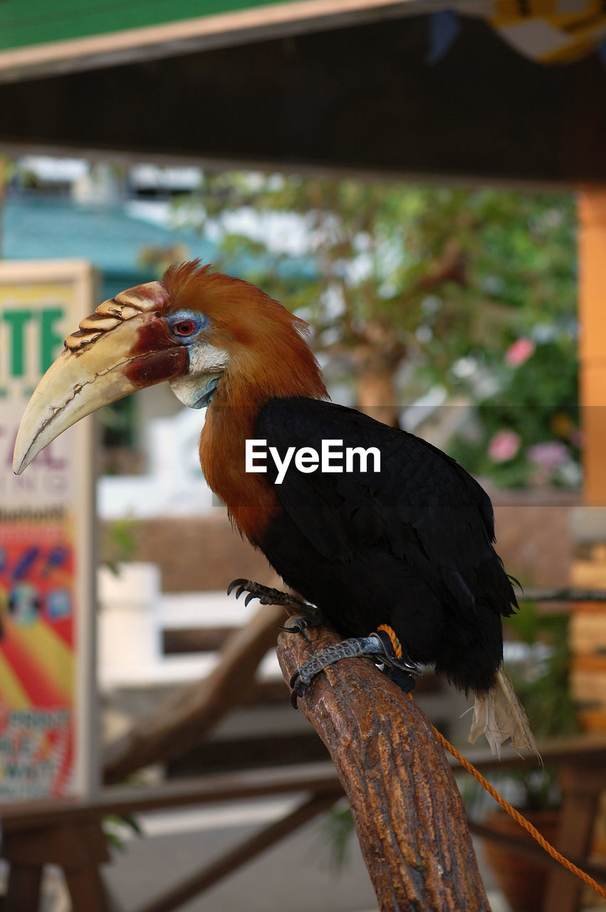 CLOSE-UP OF BIRD PERCHING ON TREE