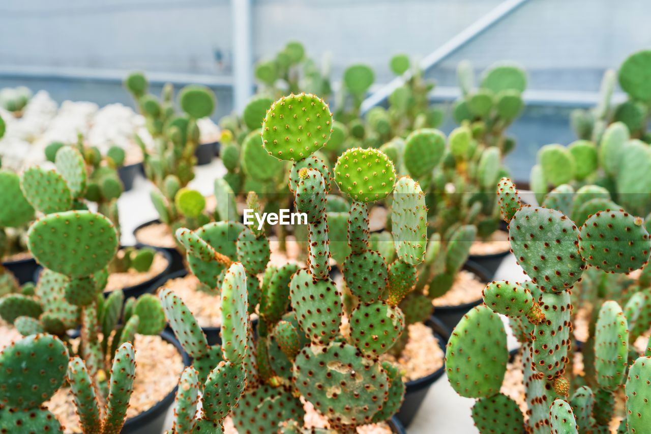 Beautiful cactus in flowerpot with sunlight for background and texture.