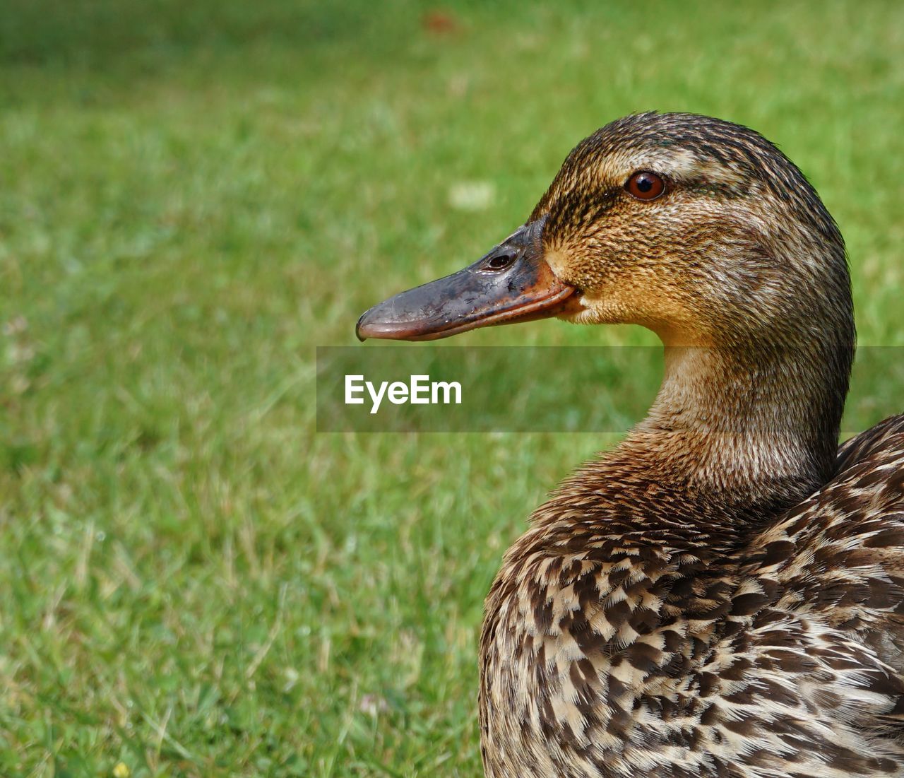 CLOSE-UP OF DUCK ON FIELD