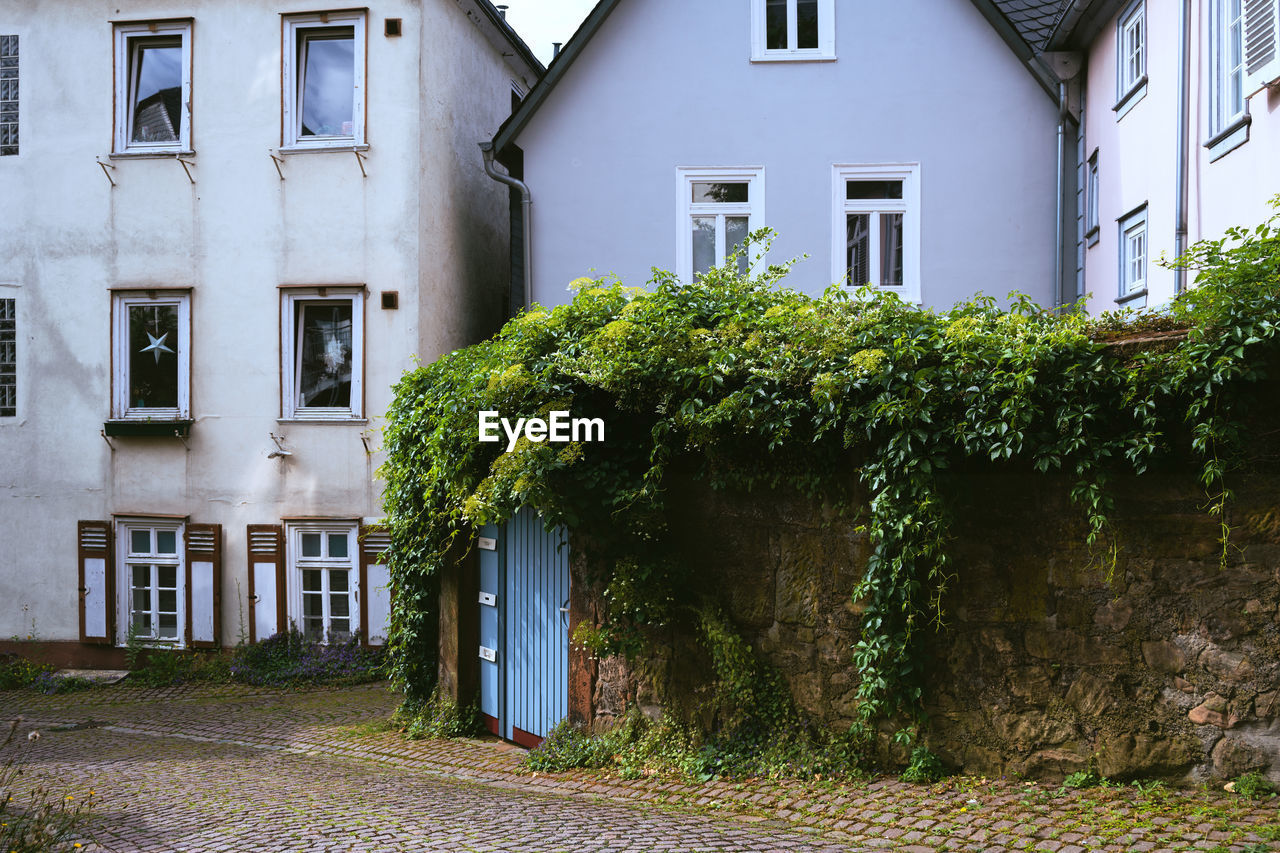 Trees and plants growing outside building