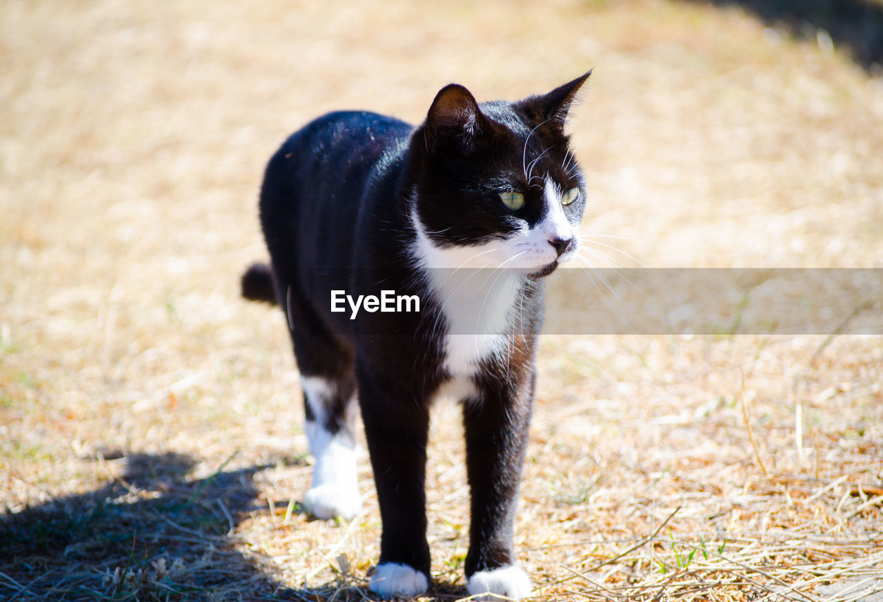 PORTRAIT OF CAT SITTING IN GRASS