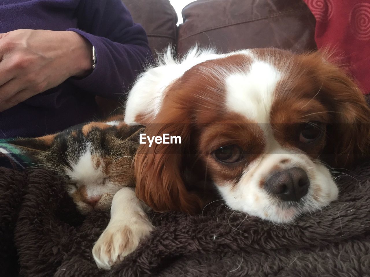 CLOSE-UP OF DOG LYING IN BLANKET