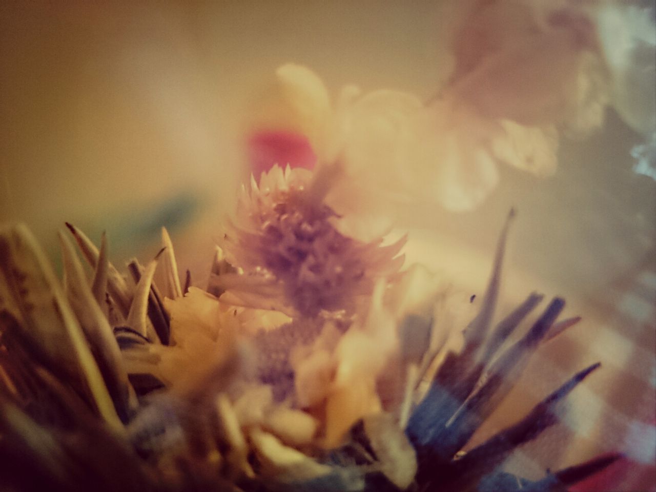 Close-up of flowers on table