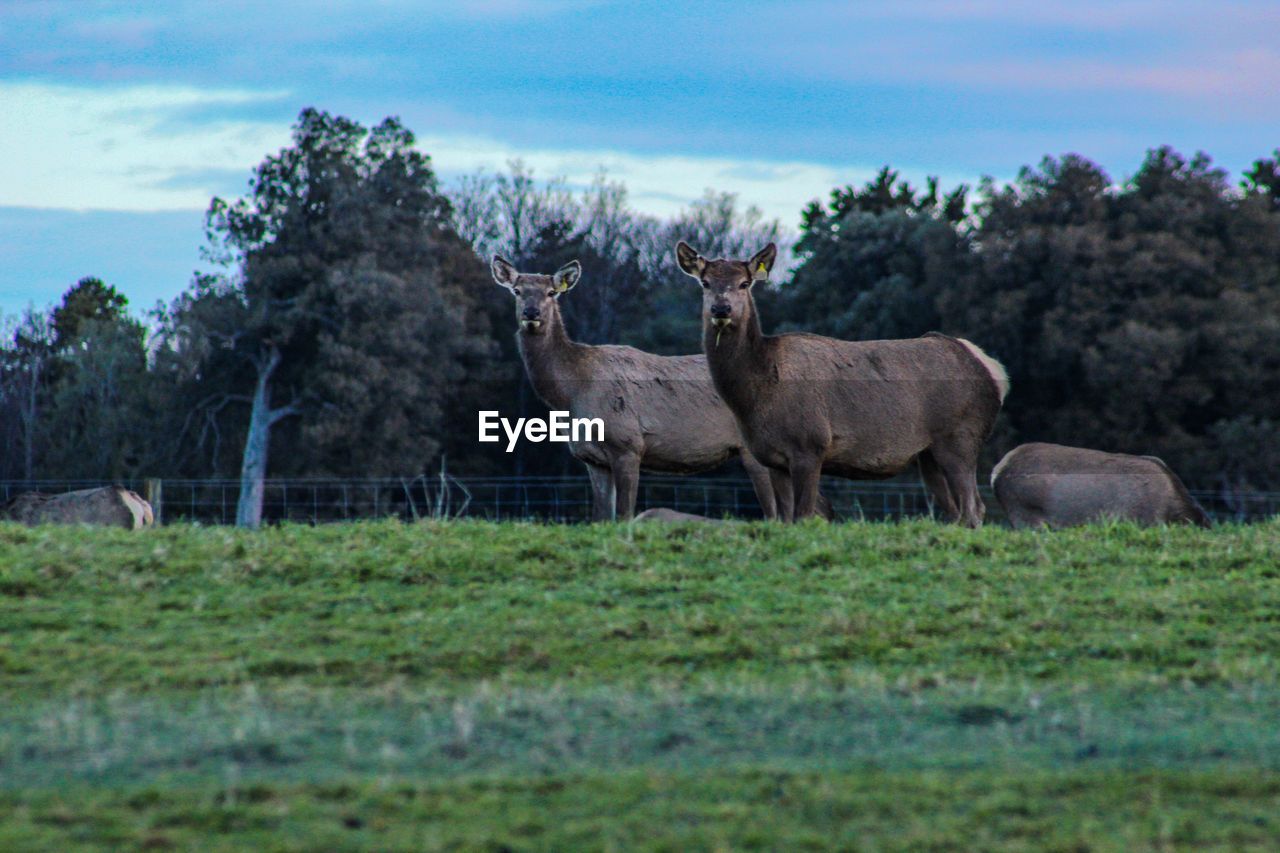 HORSES STANDING IN FIELD