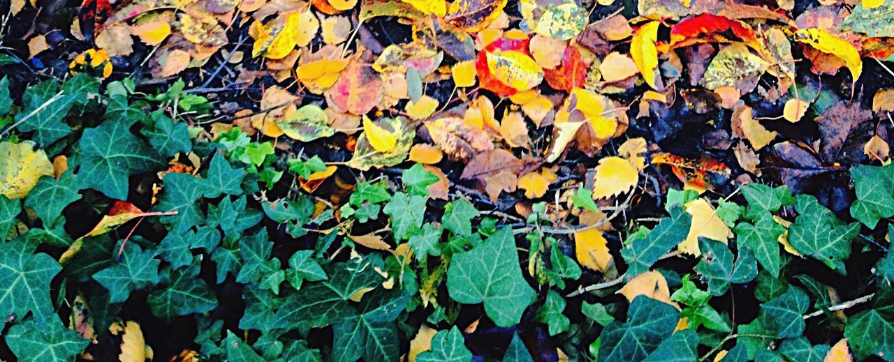 CLOSE-UP OF AUTUMN LEAVES