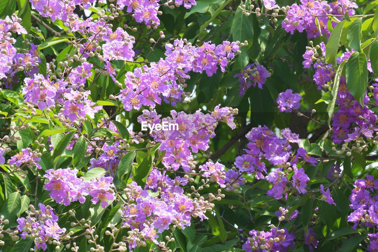 flower, plant, flowering plant, beauty in nature, freshness, growth, fragility, nature, plant part, no people, leaf, day, botany, full frame, green, high angle view, outdoors, sunlight, close-up, petal, inflorescence, flower head, backgrounds, garden, pink, field, land, herb