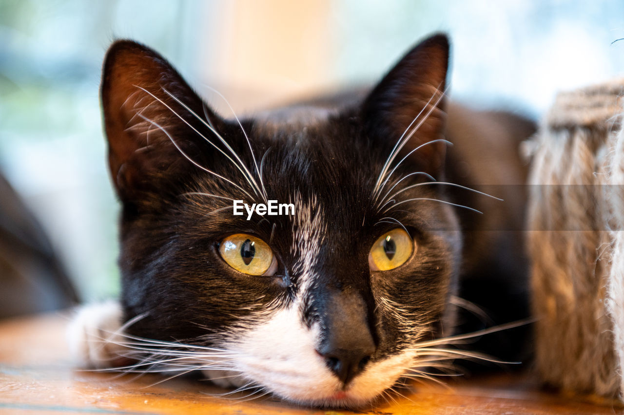 Close-up portrait of cat lying relaxed on a table...