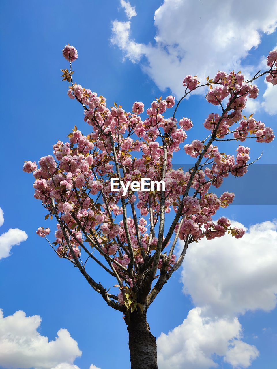 sky, plant, flower, tree, blossom, flowering plant, nature, cloud, springtime, spring, branch, freshness, beauty in nature, blue, growth, low angle view, fragility, outdoors, pink, no people, day, cherry blossom, fruit tree, botany, sunlight, food and drink, food