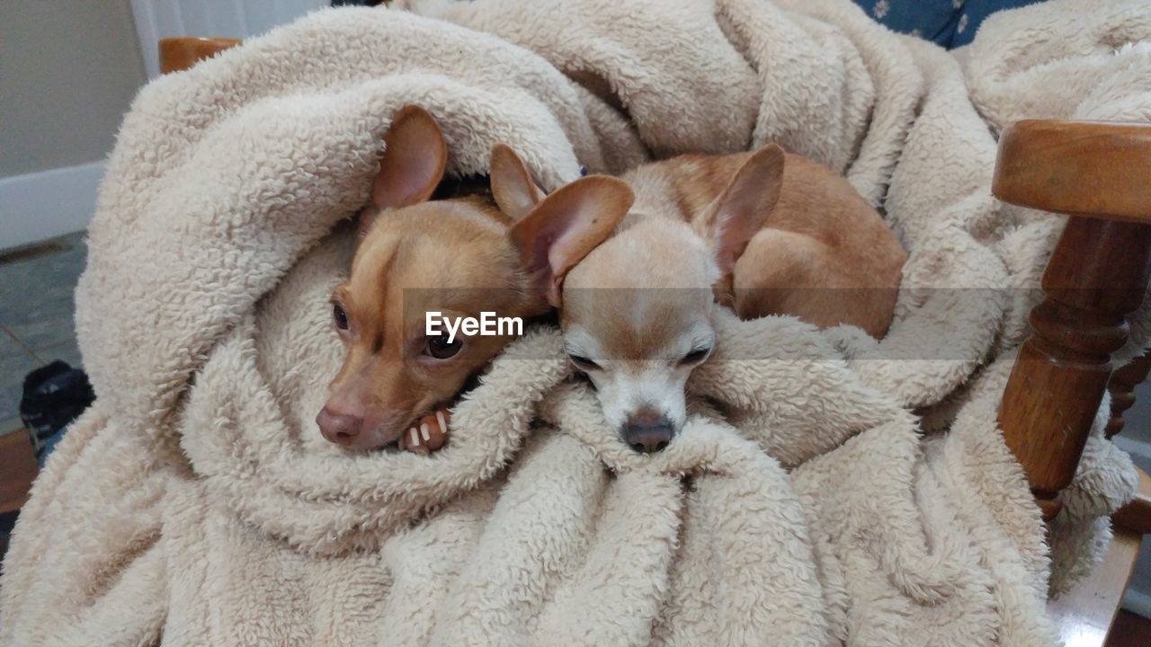 High angle view of puppy relaxing on floor