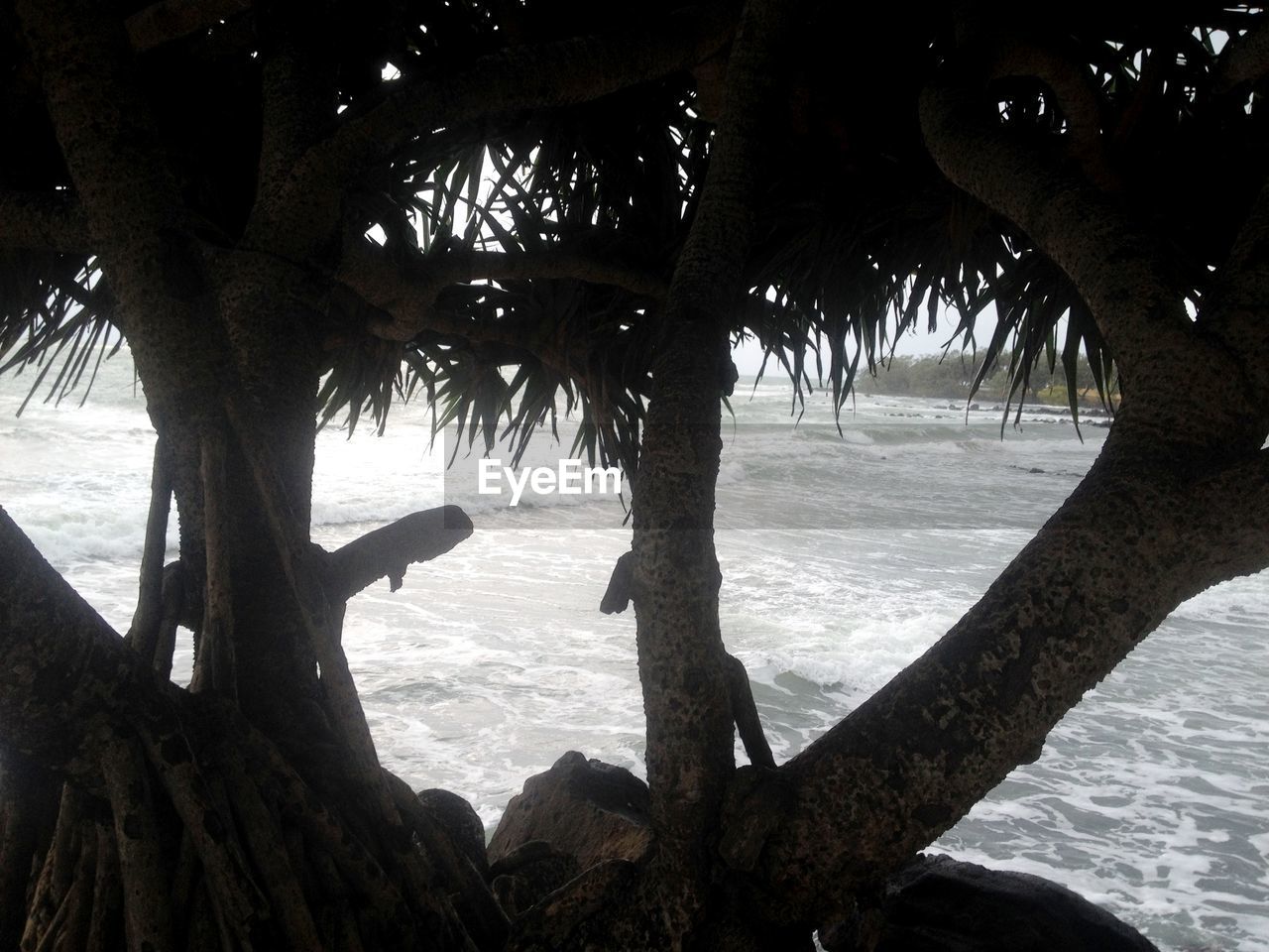 TREES ON BEACH