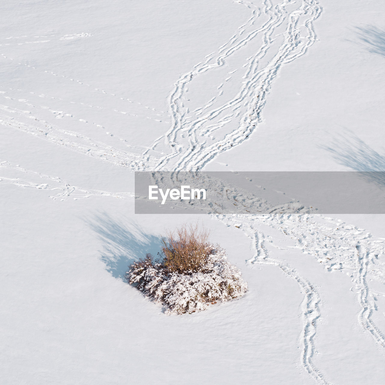 High angle view of tree during winter