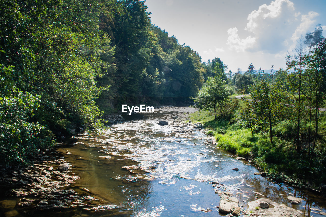 Scenic view of river amidst trees in forest against sky