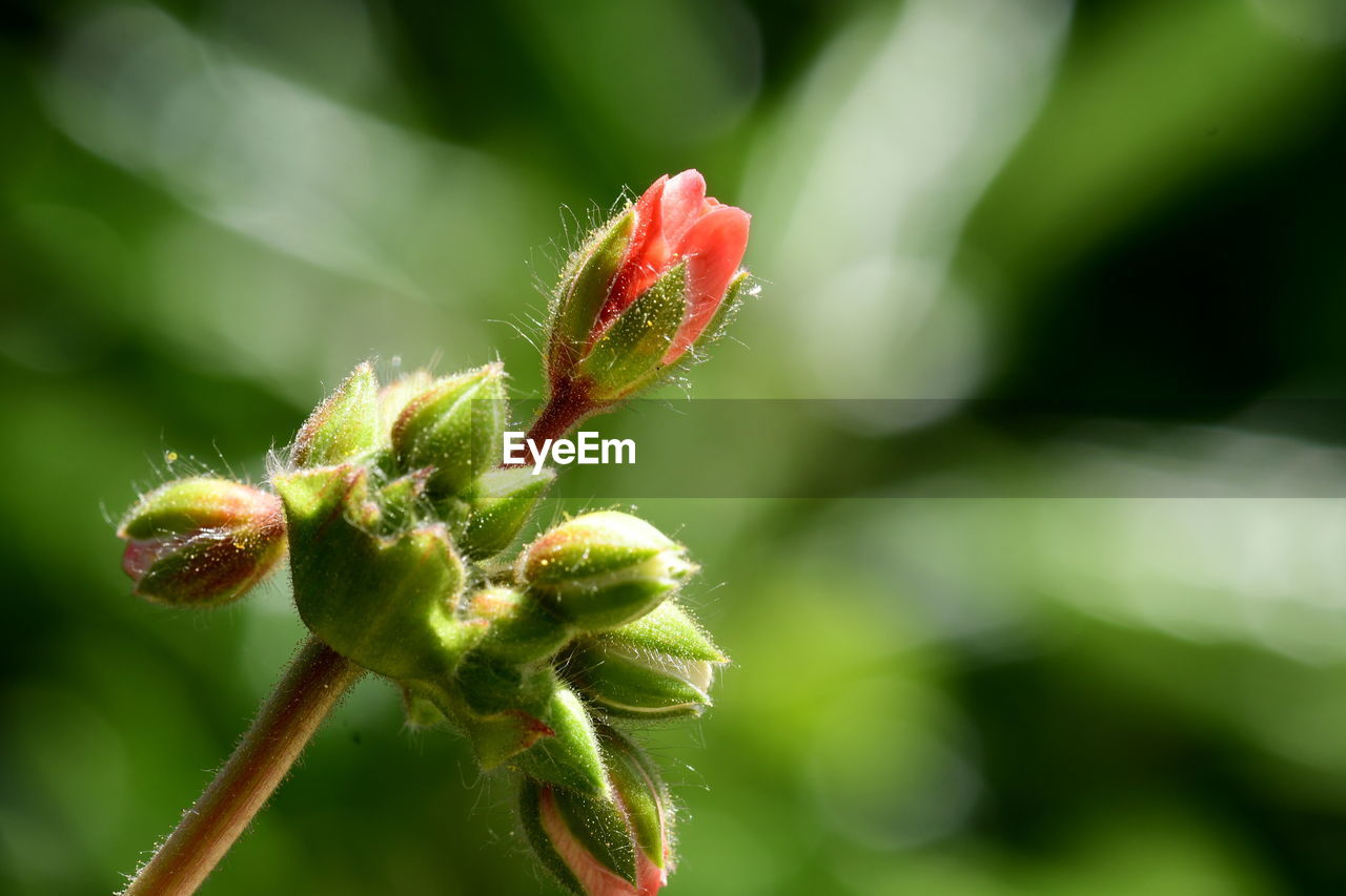 Close-up of flower bud growing outdoors, a small tiny rose sprout